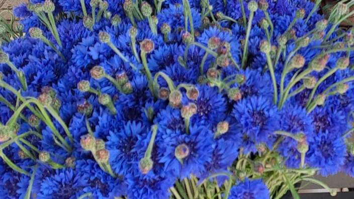 Ein Haufen blauer Blumen in einem schwarzen Eimer