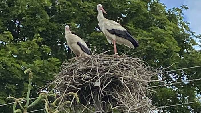 Zwei Störche stehen in einem Nest auf einem Strommast