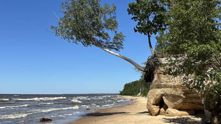 Ein Strand mit einem Baum, der von einem Felsen fällt