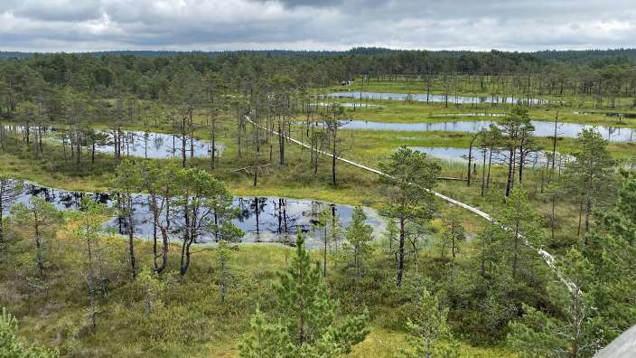 Ein Wald mit vielen Teichen und Bäumen