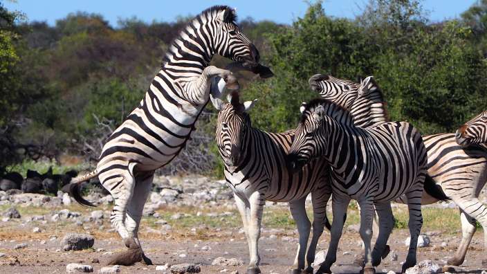Ein paar Zebras stehen auf ihren Hinterbeinen