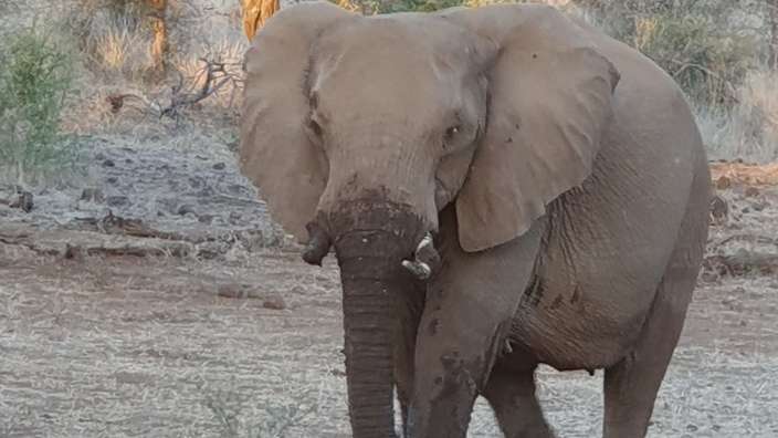 Ein Elefant steht auf einem Feld und schaut in die Kamera