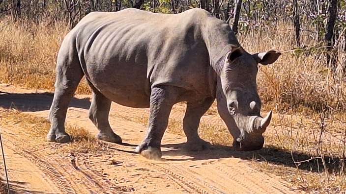 Ein Nashorn geht auf einem Feldweg