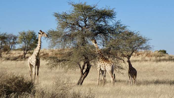 Drei Giraffen essen Blätter aus einem Baum in der Wüste