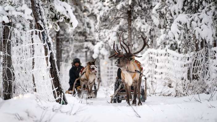 Ein Rentier zieht einen Schlitten durch einen schneebedeckten Wald