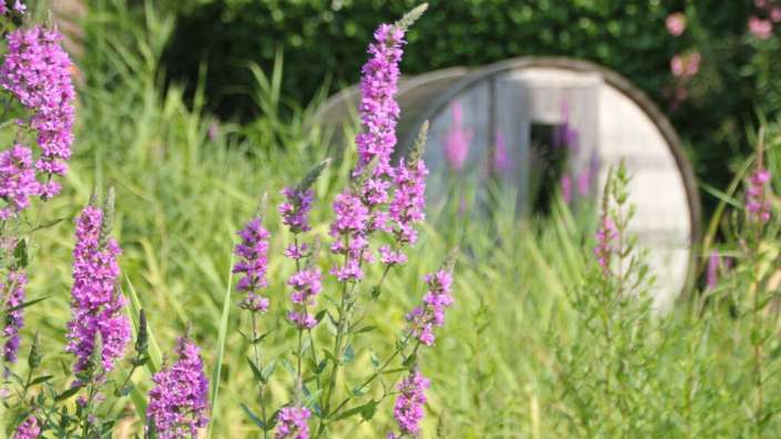 Lila Blumen in einem Feld mit einem hölzernen Gebäude im Hintergrund