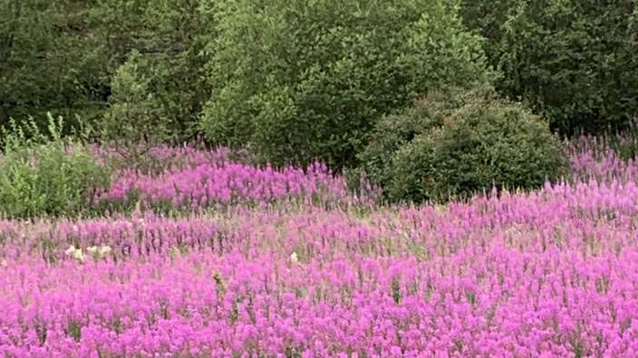 Ein Feld mit lila Blüten und grünen Bäumen im Hintergrund