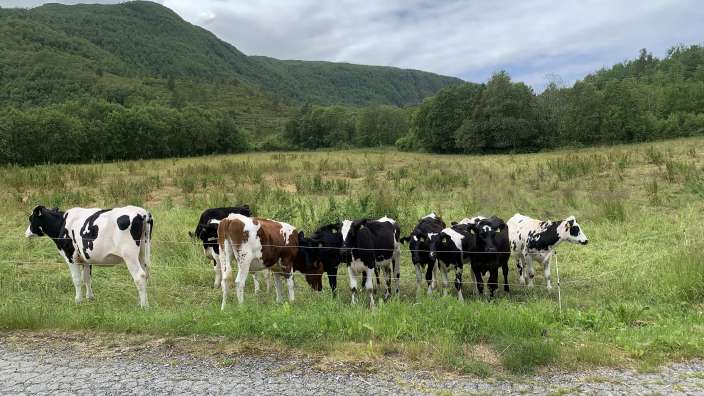 Eine Gruppe schwarz-weißer Kühe steht neben einem Zaun in einem Feld