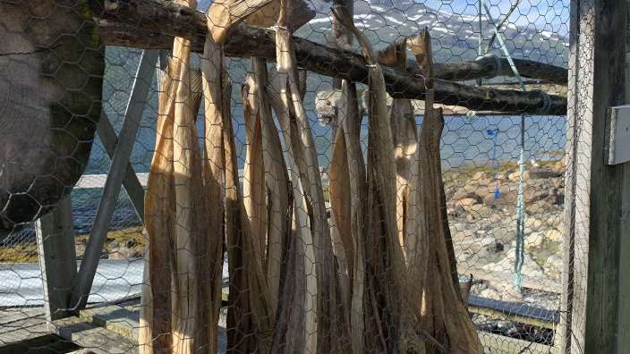 Einige Fische hängen an einem Drahtnetz