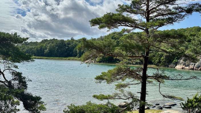 Ein Blick auf einen See mit einem Baum im Vordergrund