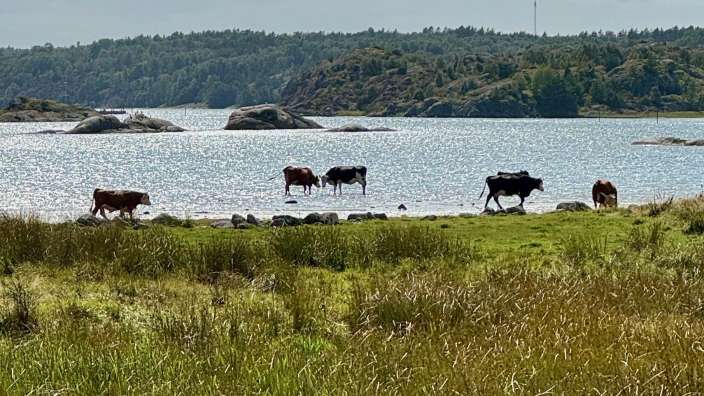 Eine Gruppe von Kühen, die neben einem See grasen