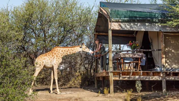 Eine Frau füttert eine Giraffe vor einem Zelt