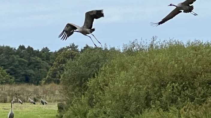 Eine Gruppe von Kränen, die über einem Feld fliegen