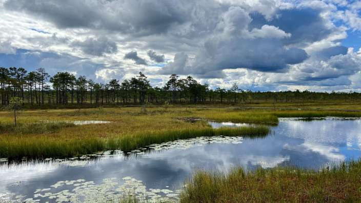 Ein Teich mit Wasserlilien und Bäumen im Hintergrund