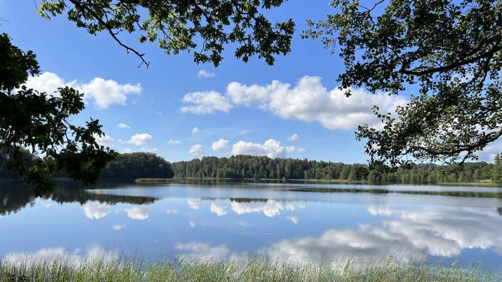 Ein See umgeben von Bäumen an einem sonnigen Tag