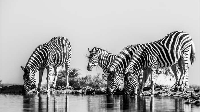 Last Word Madiwke I Zebras Drei Zebras trinken Wasser aus einem Wasserloch