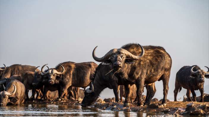 Last Word Madiwke I Büffel  Eine Herde Wasserbüffel trinkt aus einem Wasserloch