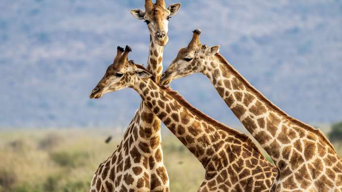 Gamedrive I Giraffen Drei Giraffen stehen nebeneinander und küssen sich