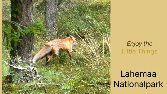 Ein Collage aus Fotos von Pilzen und einem Fuchs mit der Aufschrift " genießen Sie die kleinen Dinge "