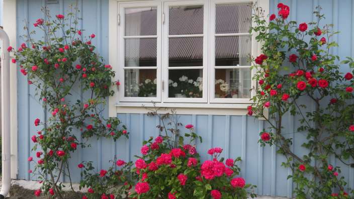 Ein blaues Haus mit einem weißen Fenster und roten Rosen