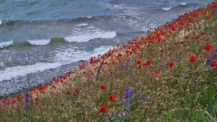 Ein Feld mit roten und blauen Blumen am Ufer des Ozeans