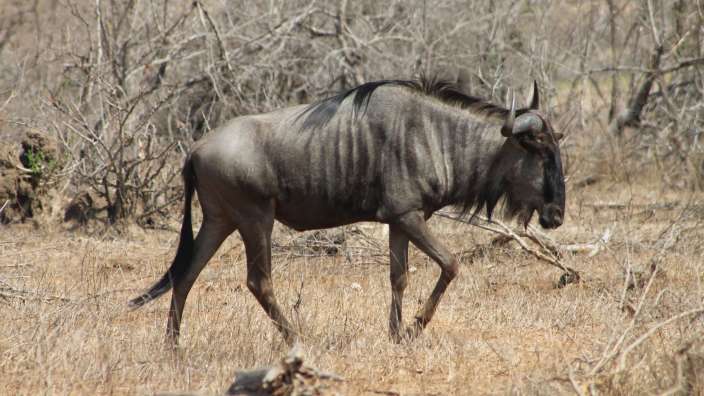 Ein gnu geht durch einen trockenen busch