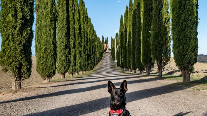 Auf der berühmten Zypressenallee