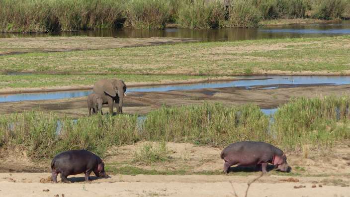 Auf einem sandigen Flussufer mit Büschen und Wasser sind zwei Hippos und eine Elefantenfamilie zu sehen.