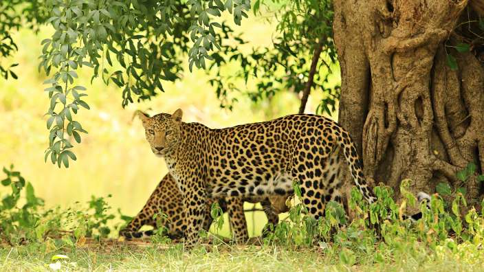 Zwei Leoparden stehen im Schatten eines Baumes, während im Hintergrund helles, gelbes Licht durch das Laub scheint.