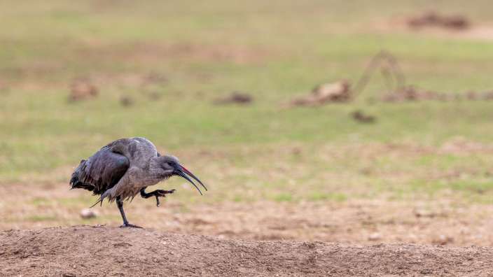 Hagedasch-Ibis im Addo Elephant National Park