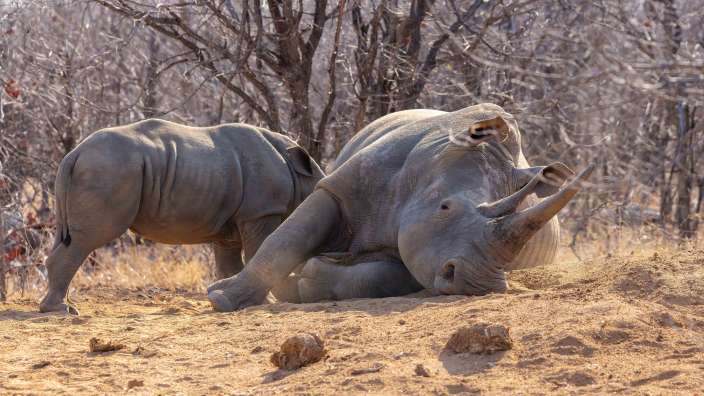 White Rhino im Timbavati Game Reserve