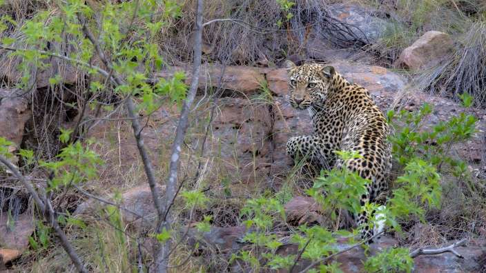 Leopard im Welgevonden Game Reserve