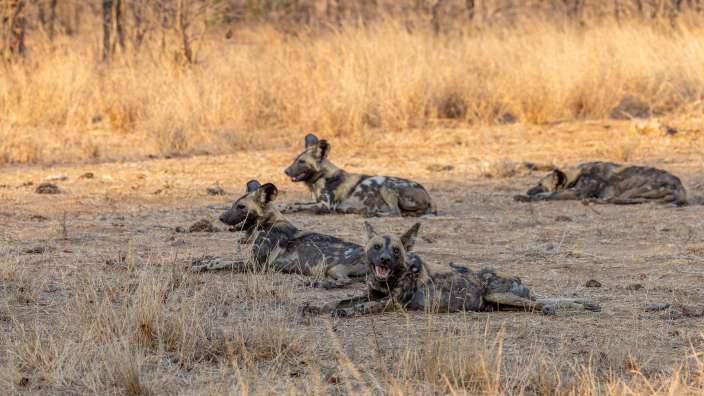 African wild dogs im Timbavati Game Reserve