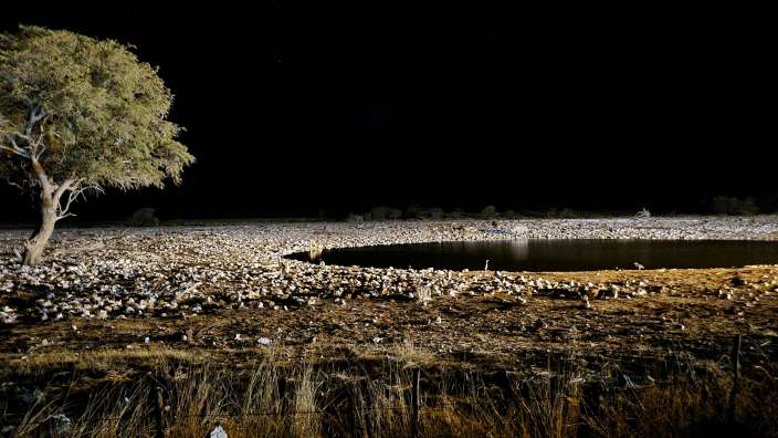 Im Etosha-Camp Okaukuejo mit sehr nahem Wasserloch