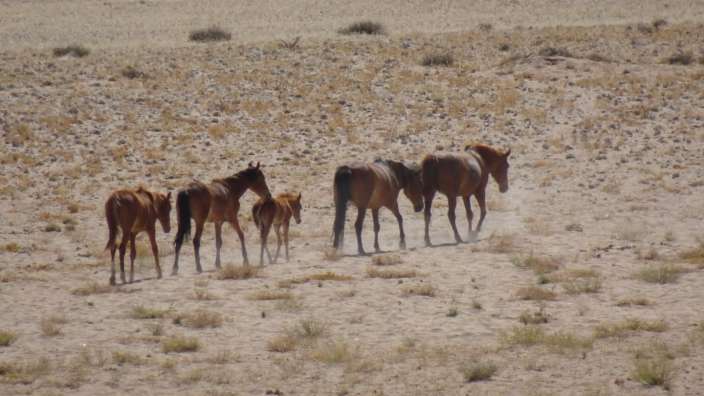 Wildpferde der Namib