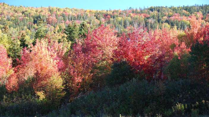 Indian Summer