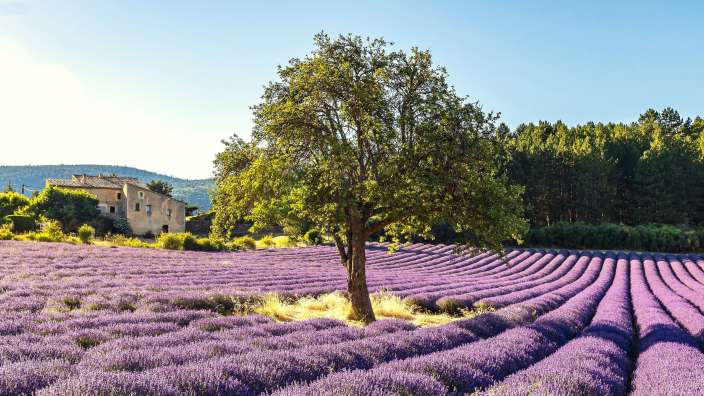 Ein einzelner Baum steht in einem Feld voller lila Lavendel vor einem Bauernhaus und einem Wald unter blauem Himmel.