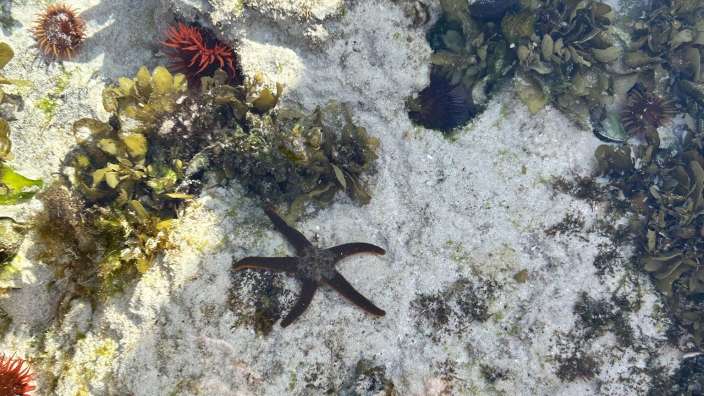 Marine Walk in DeHoop