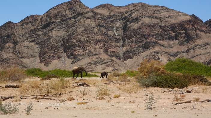 Wüstenelefanten - Hoanib