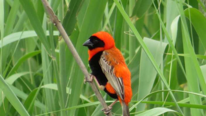 Southern Red Bishop