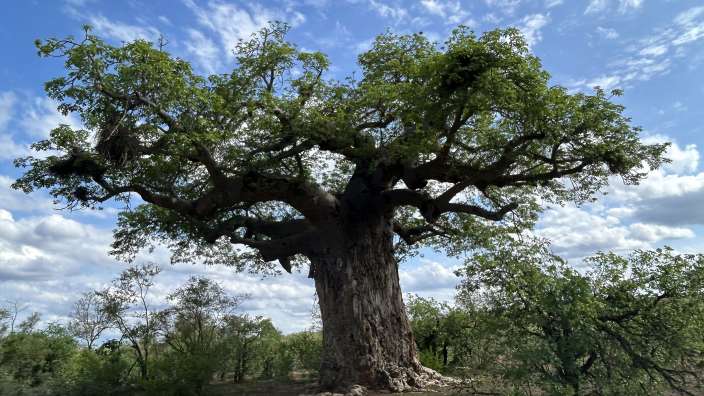 Von Wielligh's Baobab near Letaba Camp
