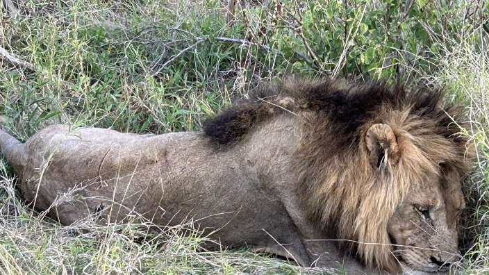 Lion by Xanatseni Camp