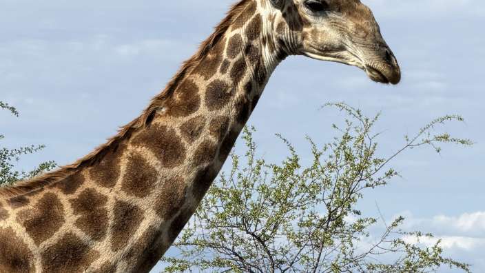 Giraffe near Mopani Camp