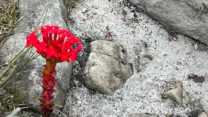 Die besondere Vegetation auf dem Tafelberg