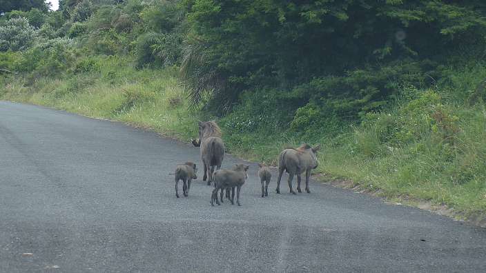 Warzenschwein auf dem Weg zu Cape Vidal