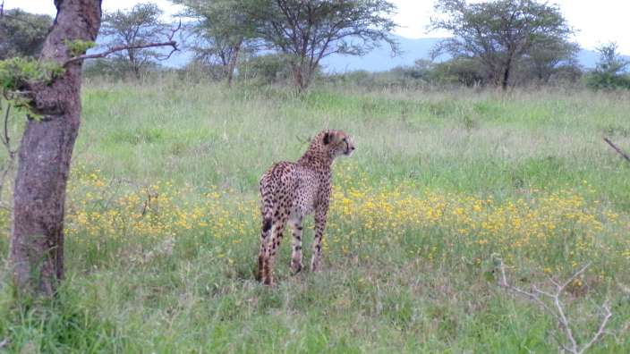 Gepard im Leopard Moutain