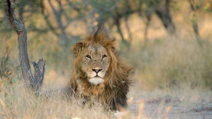 Löwe im Krüger Park