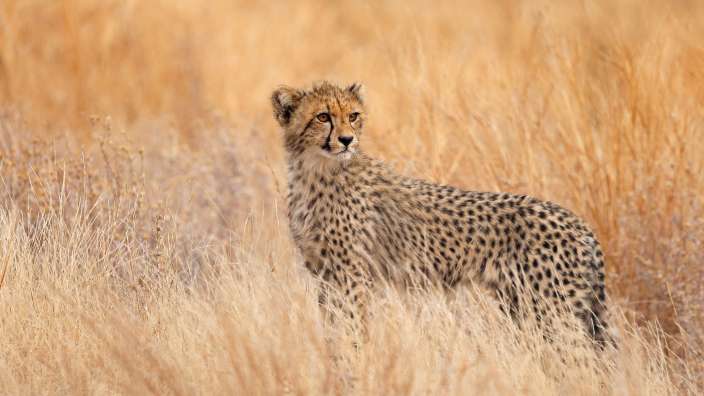 Gepard im Krüger Nationalpark