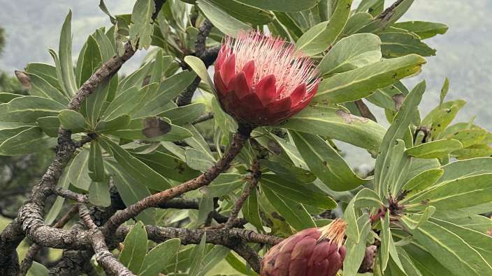 Nationalblume Protea