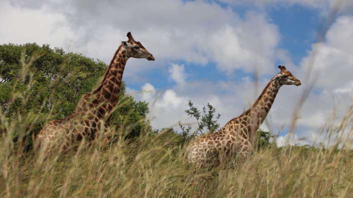 Beeindruckende Tierwelt
